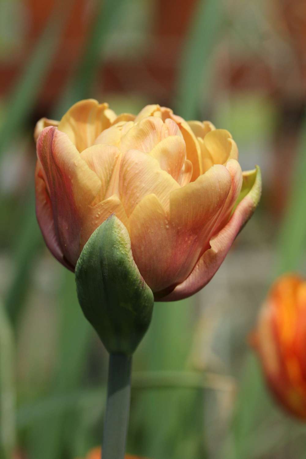 Tulipan 'La Belle Epoque'